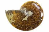 Polished Cretaceous Ammonite (Cleoniceras) Fossil - Madagascar #305912-1